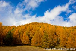 Woods - Cogne - Autumn