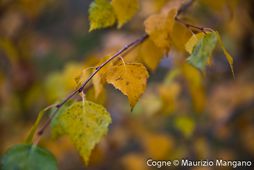 Autumn leaves - Cogne
