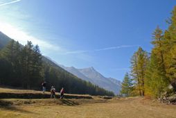 Excursions in Gran Paradiso National Park in Cogne - Aosta Valley