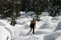 Snowshoeing in Cogne - Aosta Valley